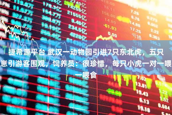 捷希源平台 武汉一动物园引进7只东北虎，五只幼崽引游客围观，饲养员：很珍惜，每只小虎一对一喂食